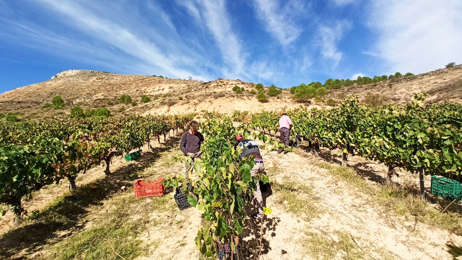 Bodega y Viñedos Milenico