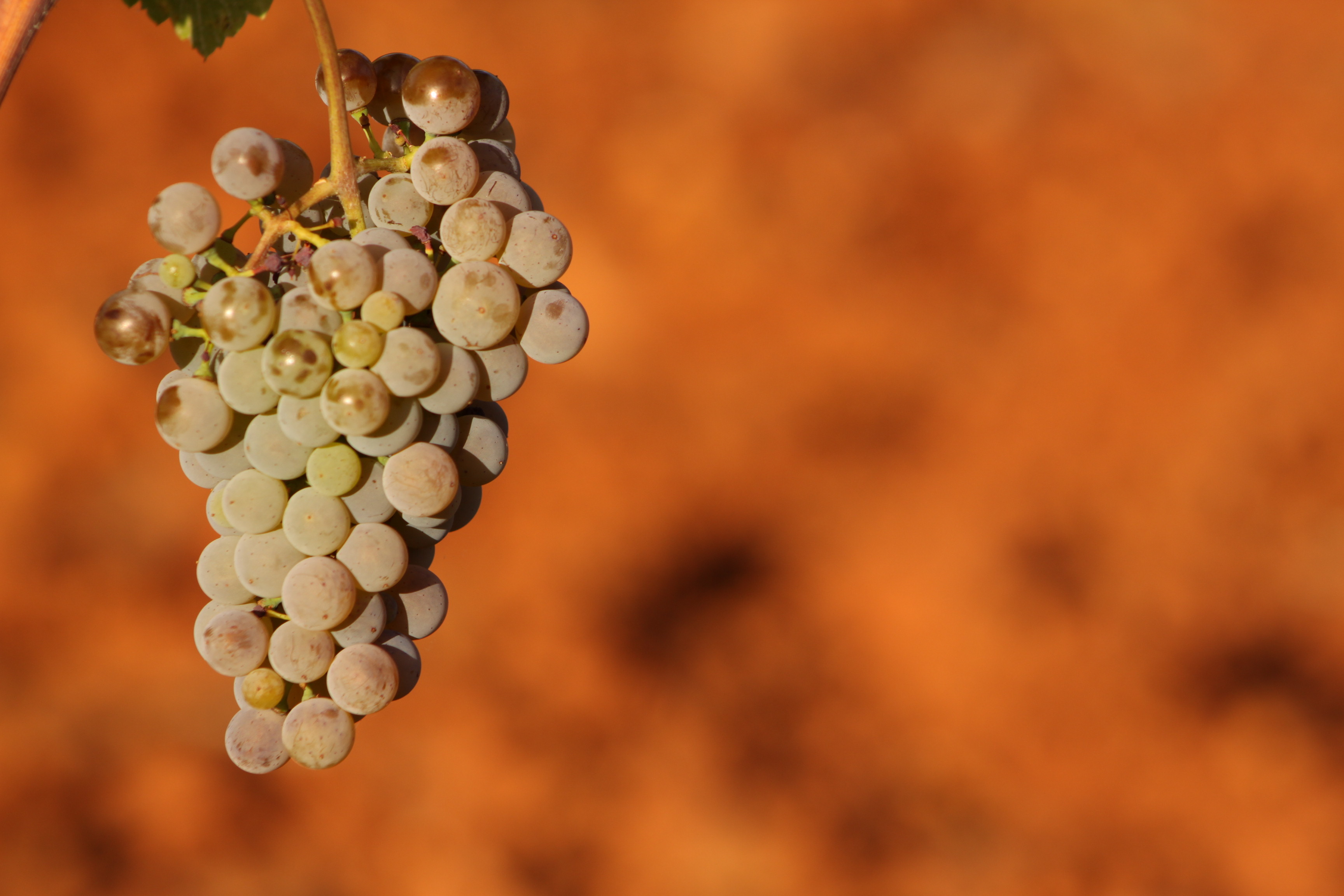 2020 Albarín Blanco